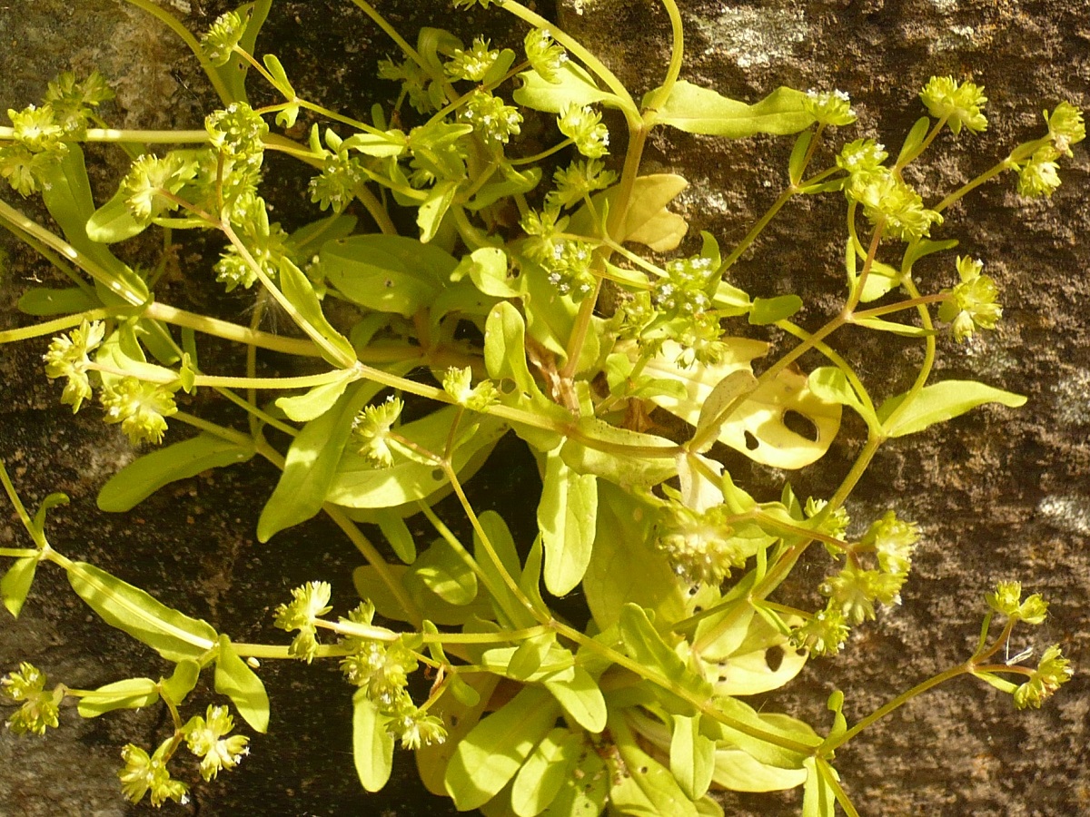 Valerianella carinata (Caprifoliaceae)